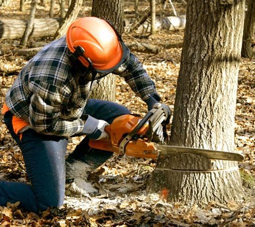 Tree Removal in Grenada, MS